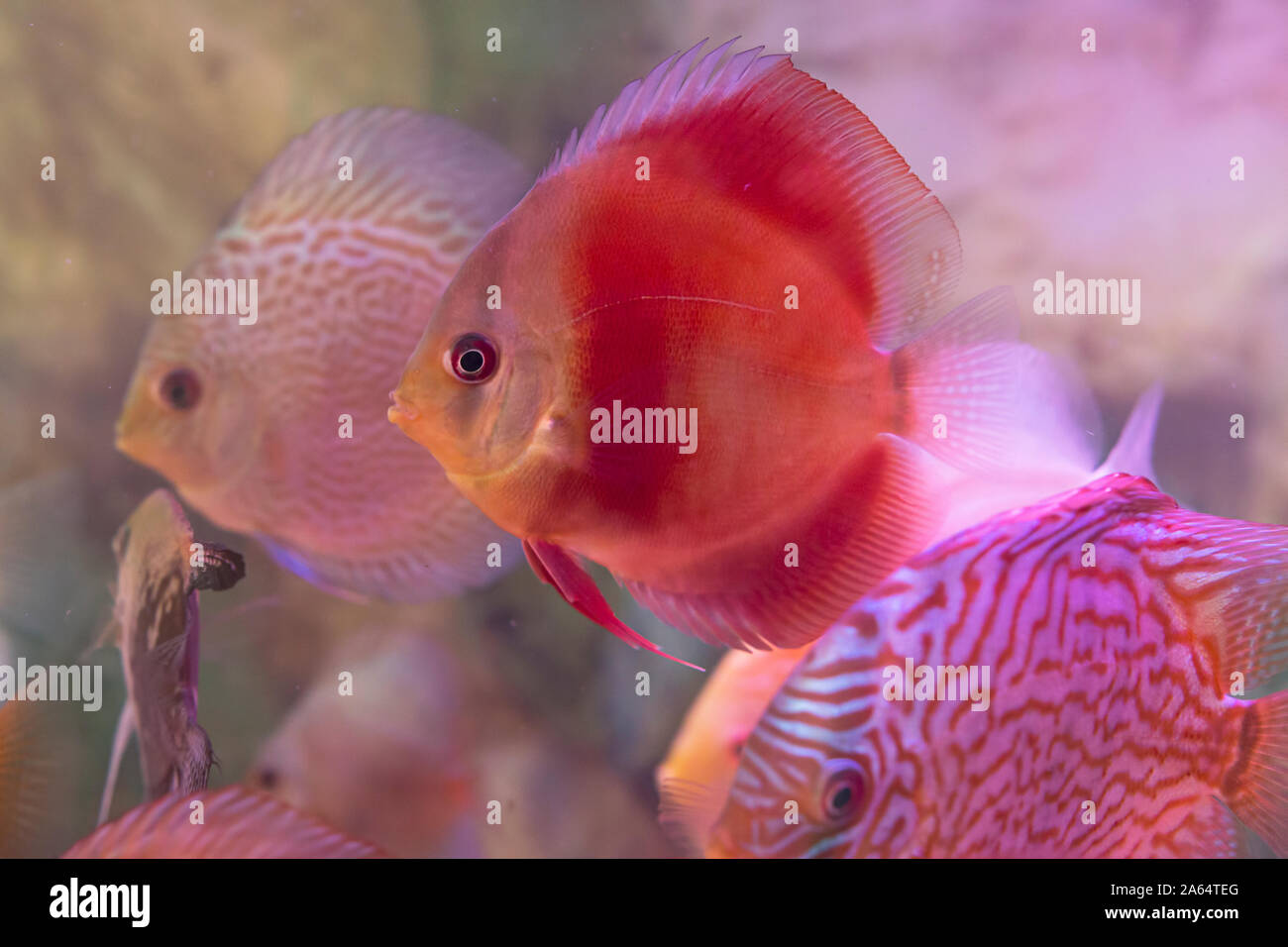 Discutere i pesci vicino fino a la vasca dell'acquario. Pesci costosi per la decorazione Foto Stock