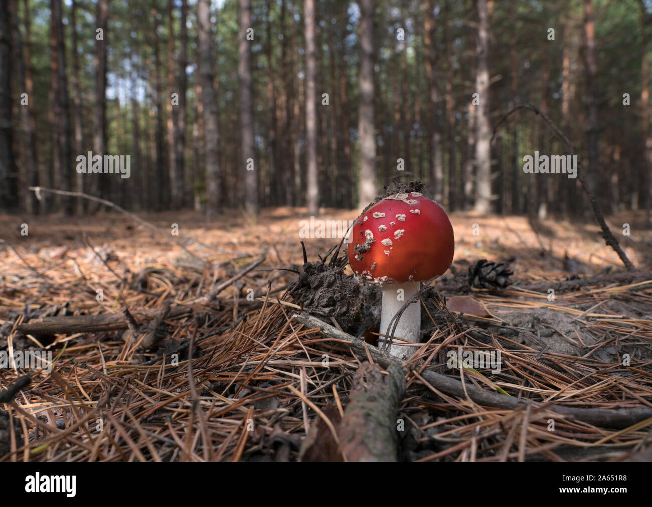 Red fly agaric funghi nel bosco su una soleggiata giornata autunnale. Amanita muscaria. Foto Stock