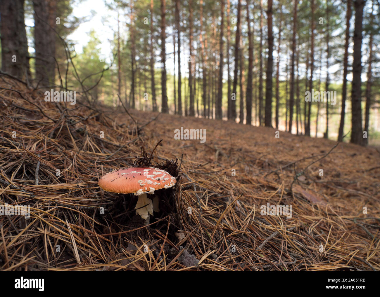 Red fly agaric mushroom nella foresta di pini su una soleggiata giornata autunnale. Amanita muscaria. Foto Stock