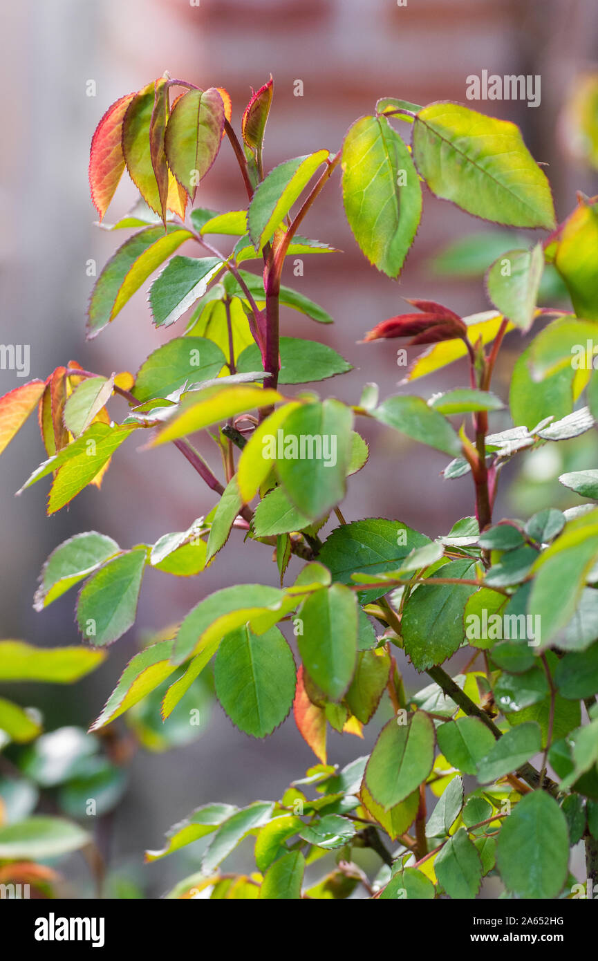 Sani e giovani foglie di rose in primavera Foto Stock