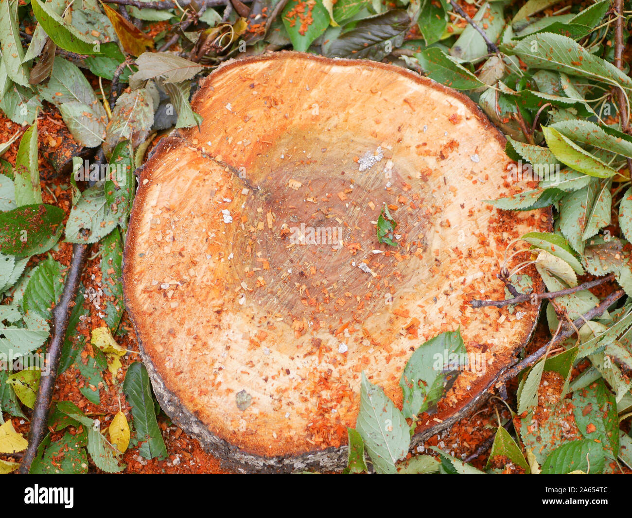 Abbattimento degli alberi concetto. la deforestazione. La deforestazione Concetto di immagine consistente di abbattere gli alberi della foresta. Foto Stock