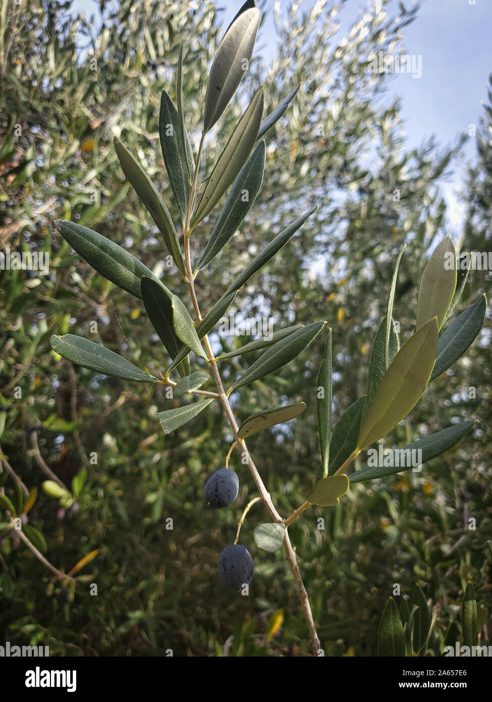 Tradizionale verde oliva italiano lascia il fogliame, prodotto stagionale Foto Stock