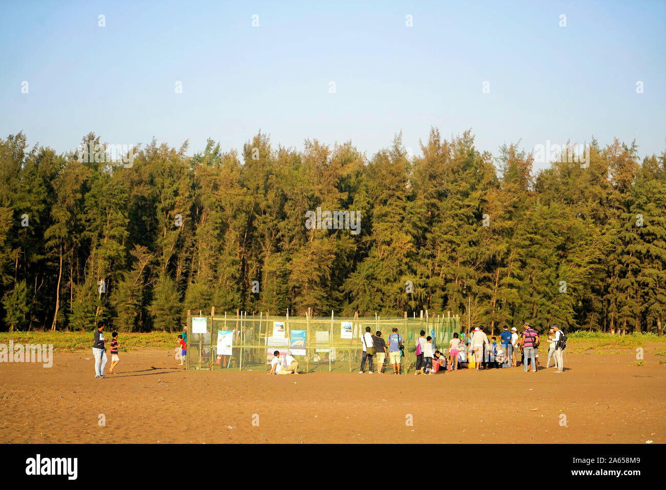 Velas beach, Ratnagiri, Maharashtra, India, Asia Foto Stock