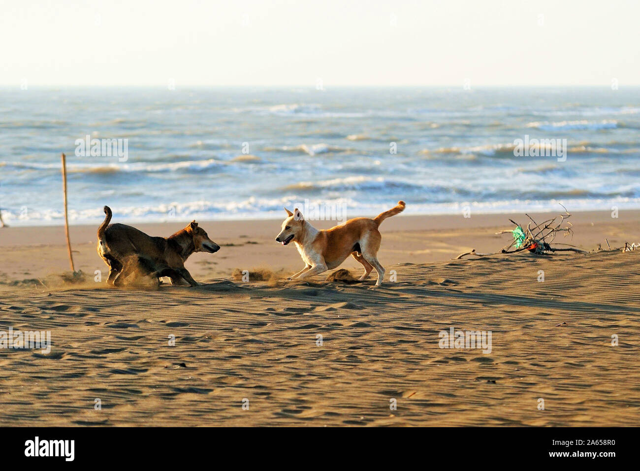 Cani combattimenti, Velas beach, Ratnagiri, Maharashtra, India Foto Stock