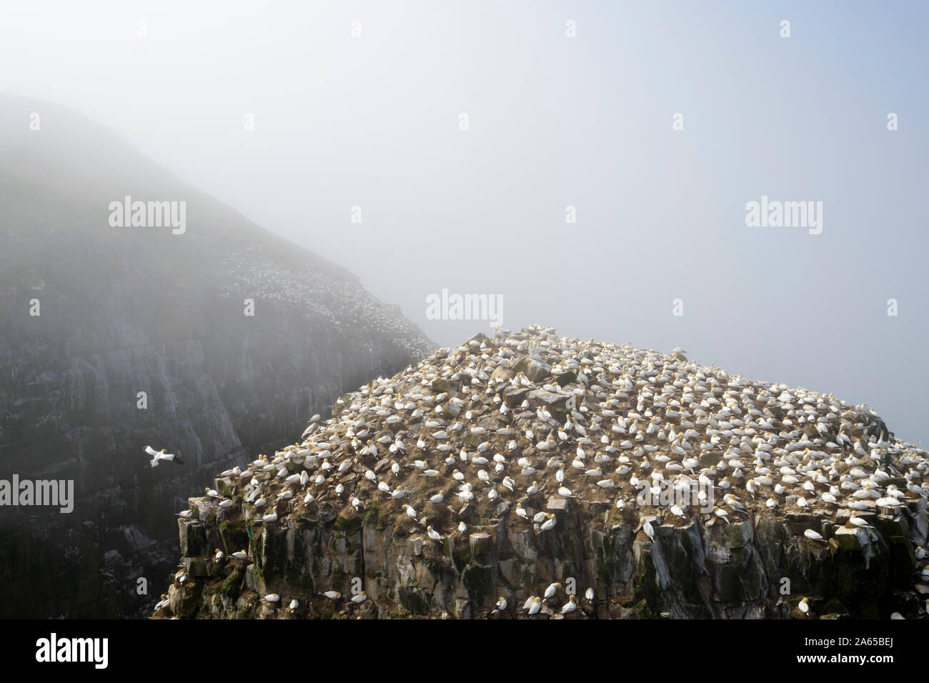 Northern Gannet (Morus bassanus) di riproduzione degli uccelli panoramica della colonia, Cape Santa Maria della riserva ecologica, Terranova, Canada Foto Stock