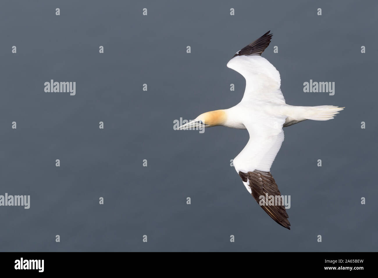 Northern Gannet (Morus bassanus) volare a Cape Santa Maria della riserva ecologica, Terranova, Canada. Foto Stock