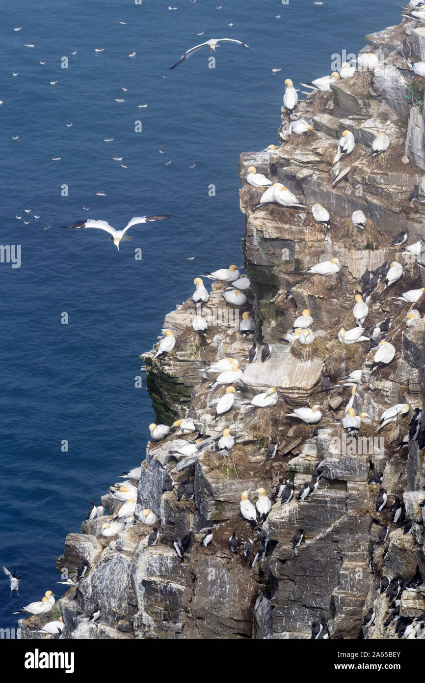 Avicoltura colony scogliera con battenti Northern Gannet (Morus bassanus) nido, Cape Santa Maria della riserva ecologica, Terranova, Canada Foto Stock