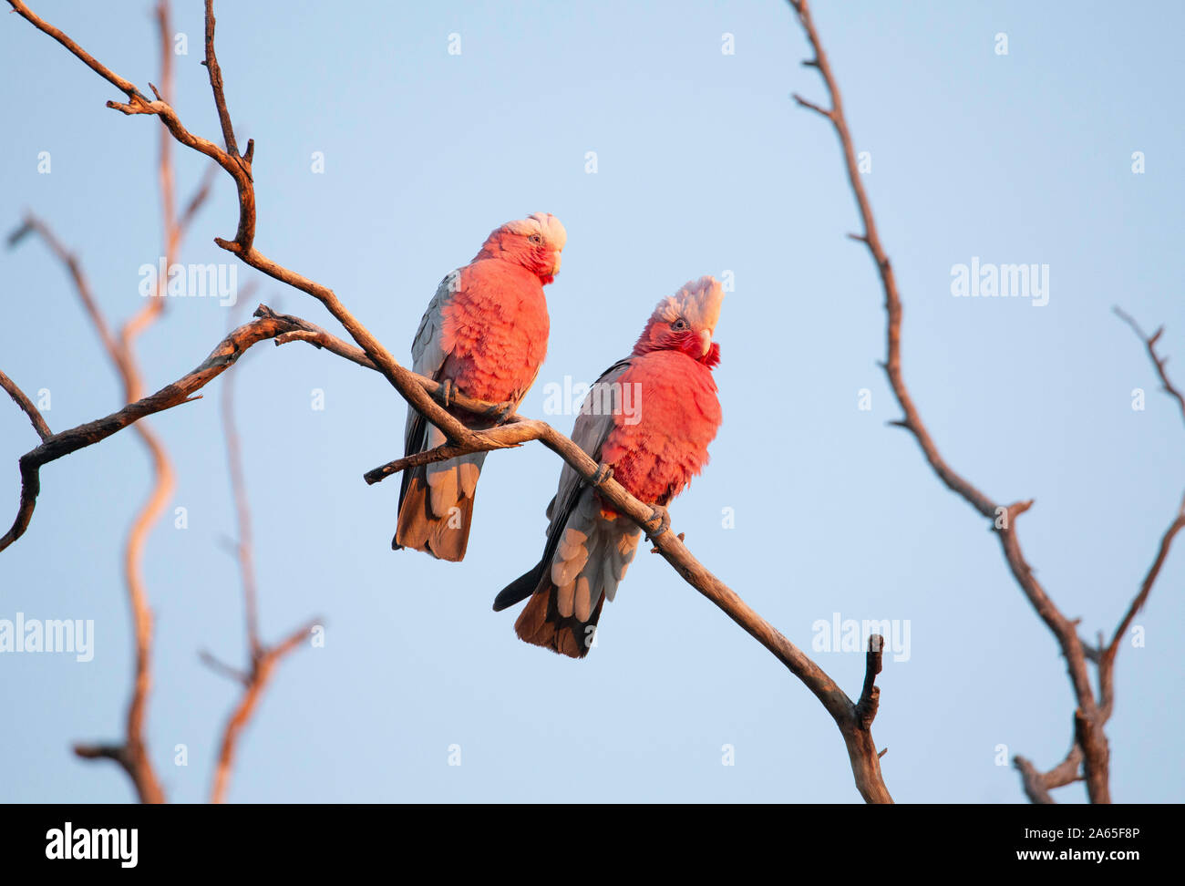 Galah (Eolophus roseicapilla) Foto Stock