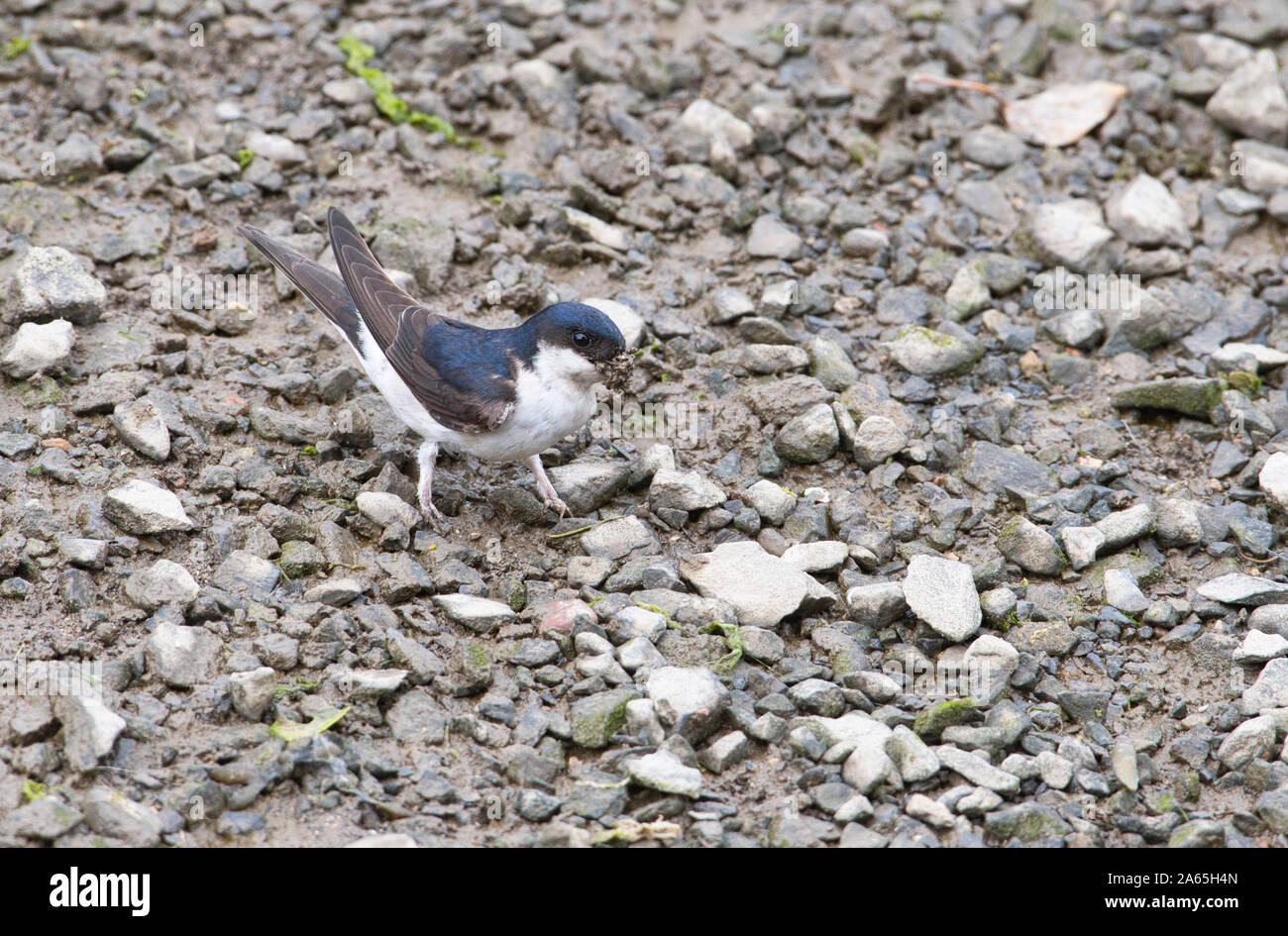 Casa martin (Delichon urbicum) raccolta fango da utilizzare come nido di materiale di costruzione Foto Stock