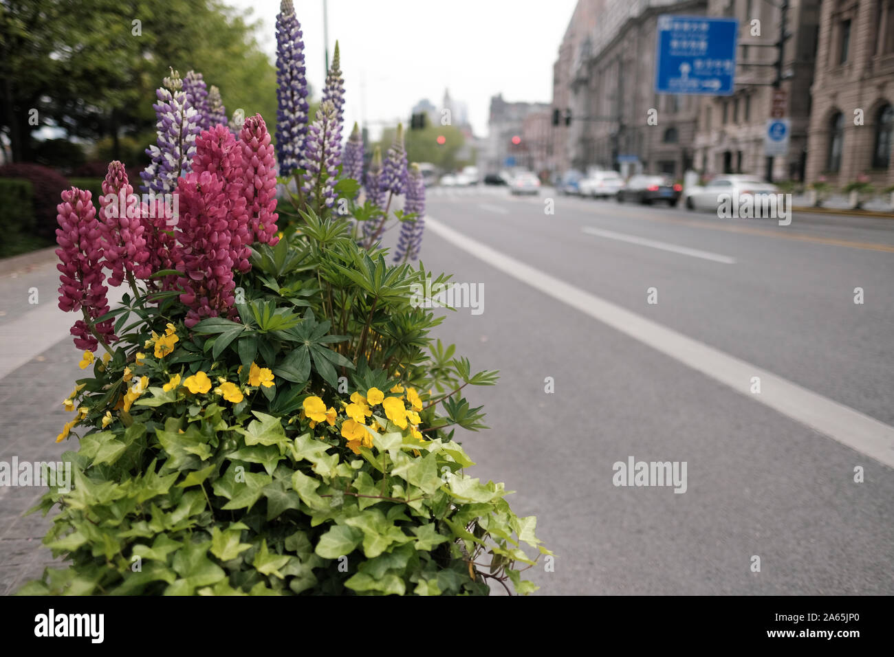 Addobbi floreali al Bund a Shanghai Foto Stock