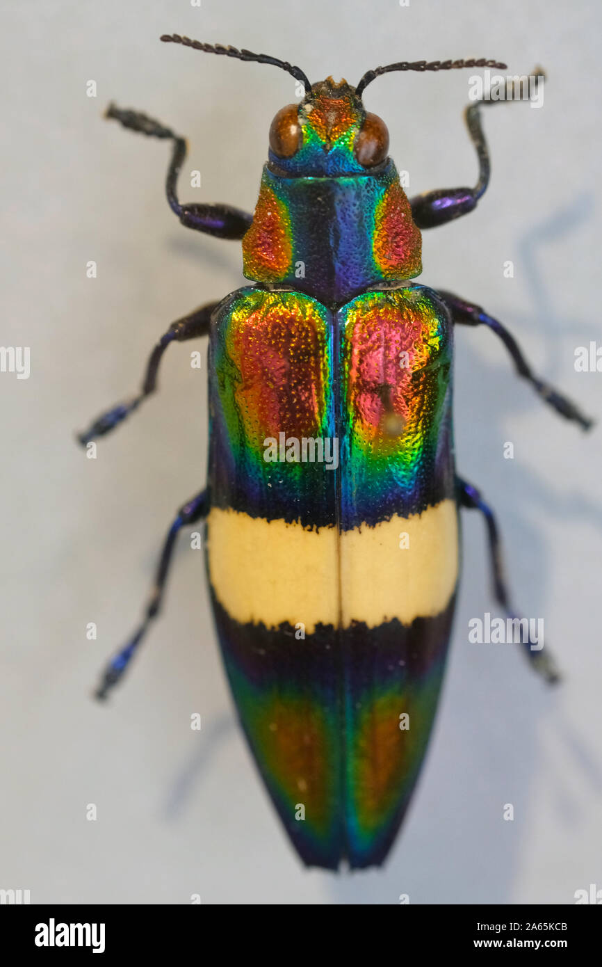Megaloxantha bicolor è una specie di legno metallo-noioso di coleotteri in famiglia Buprestidae. Grande coleottero in Malaysia. Foto Stock