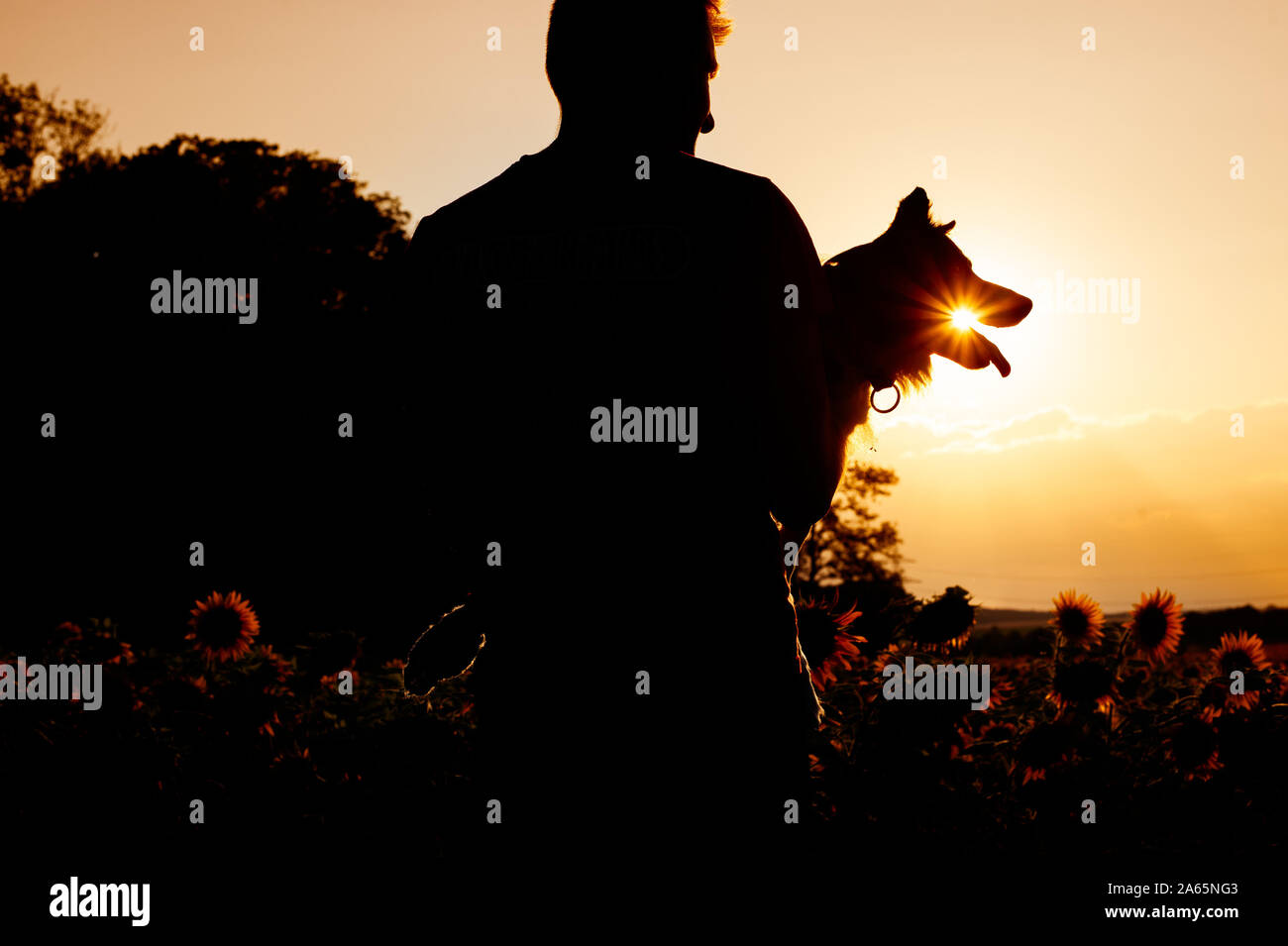 Border Collie in sunset. Uomo con un cane in armi. Foto Stock