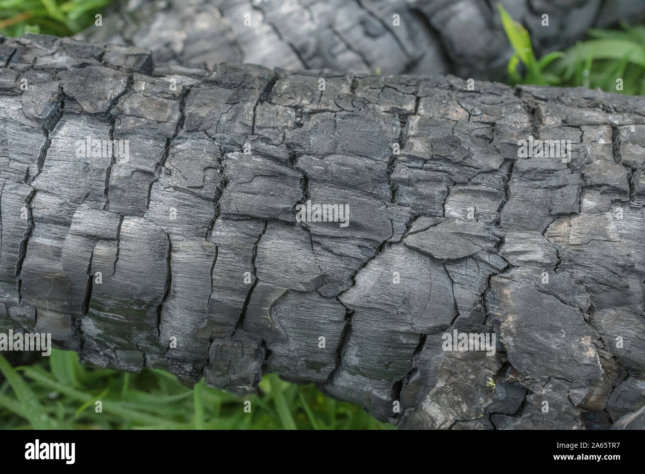 Ceneri e carbonizzati da legno bruciato legno fuoco di campo / survival fire / emergenza incendio. Fire texture, texture di sfondo ceneri da incendio, vendita. Foto Stock