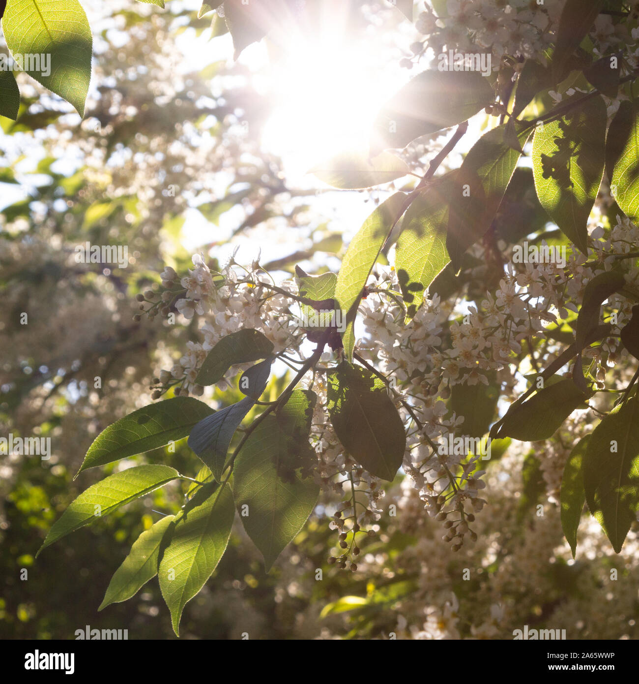 Prunus serotina American amarena retroilluminato rami in fiore in primavera Foto Stock