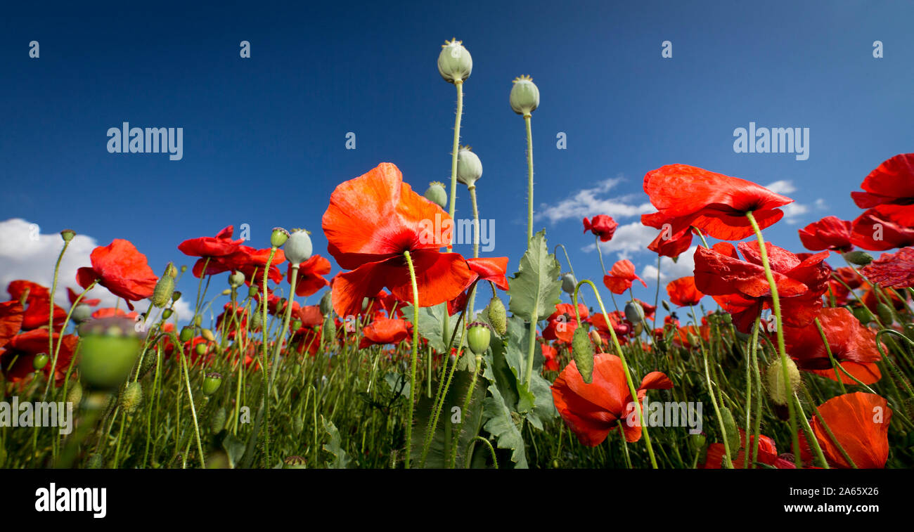 Il raccolto di papavero Foto Stock