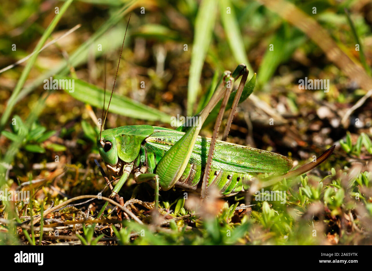 Femmina grande macchia verde-cricket, Tettigonia viridissima, su erba in Saluvere, Matsalu national park in Estonia. Foto Stock