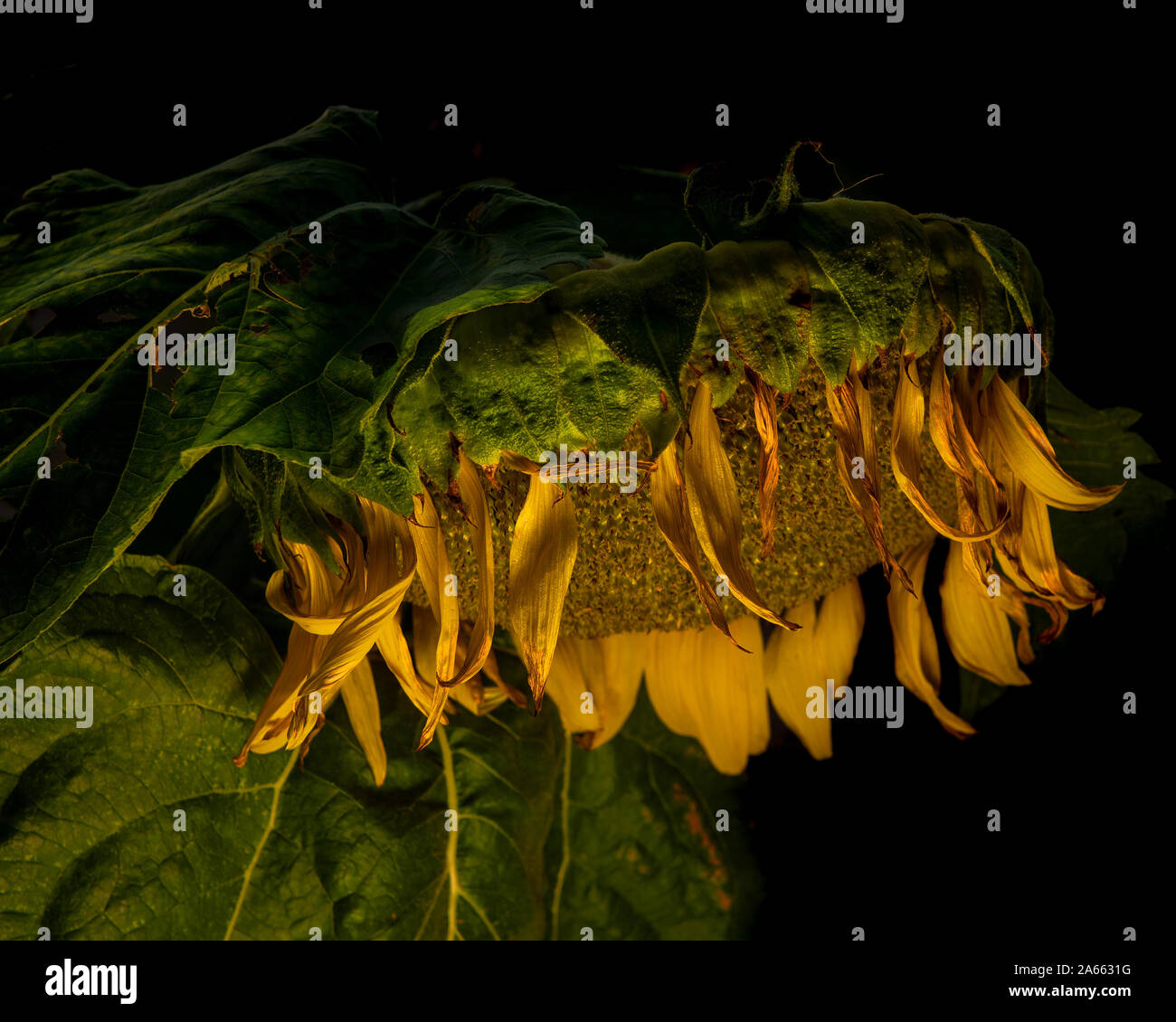 Morendo di avvizzimento ricordando di girasole del saddness e solitudine della vecchiaia e amore appassito a colori Foto Stock
