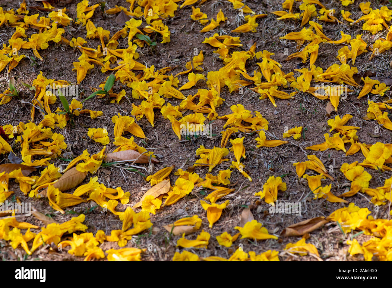 Grounde ricoperti di fiori di giallo fiore a campana, Handroanthus chrysotrichus, a è un semi-evergreen, semi-albero a foglie decidue dal Brasile Foto Stock