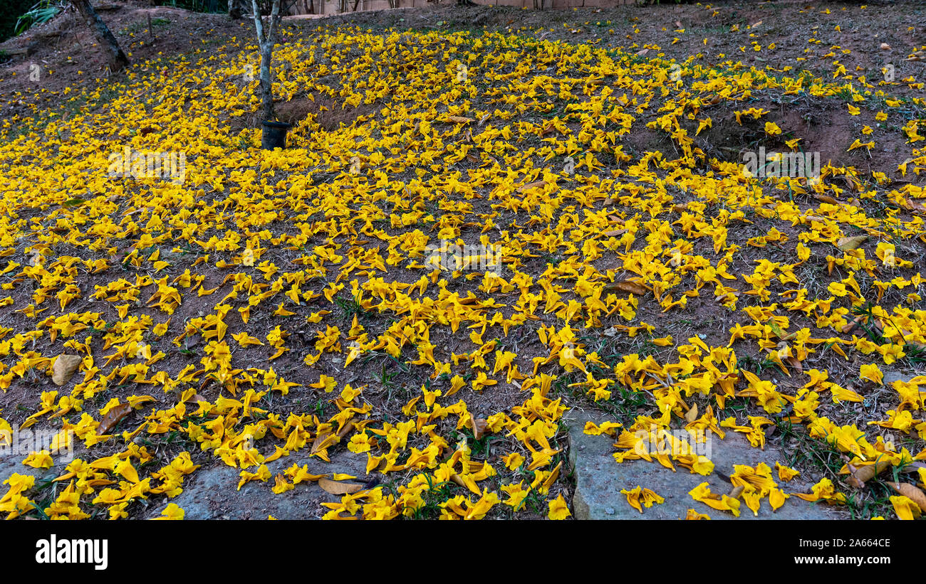 Grounde ricoperti di fiori di giallo fiore a campana, Handroanthus chrysotrichus, a è un semi-evergreen, semi-albero a foglie decidue dal Brasile Foto Stock