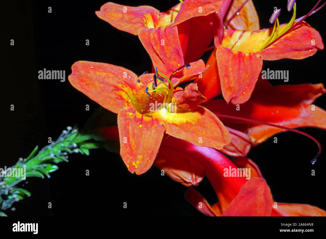 Bignonia capensis close-up Foto Stock