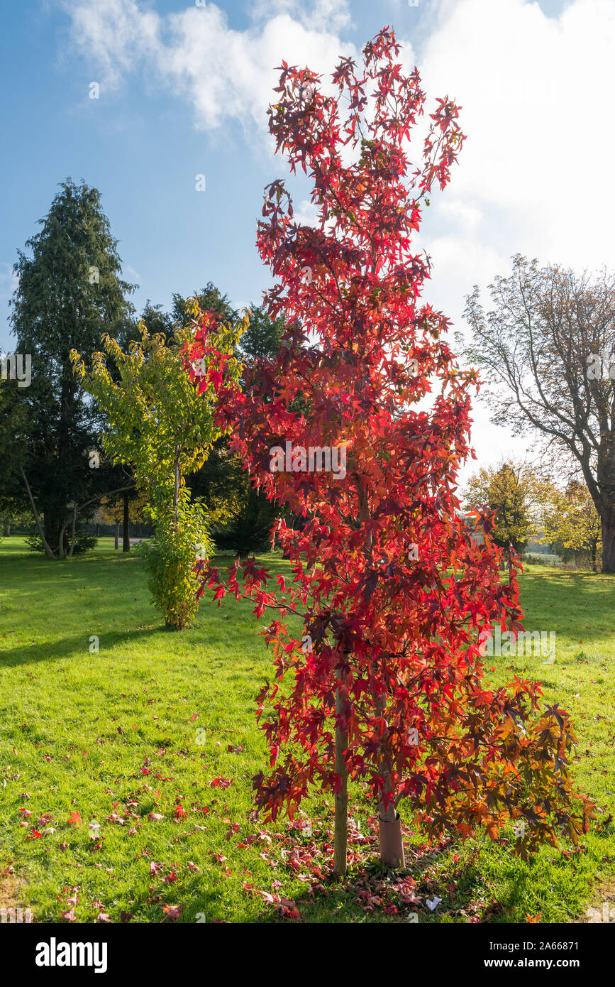 Colori autunnali in Perry Park, Perry Barr, Birmingham, Regno Unito Foto Stock