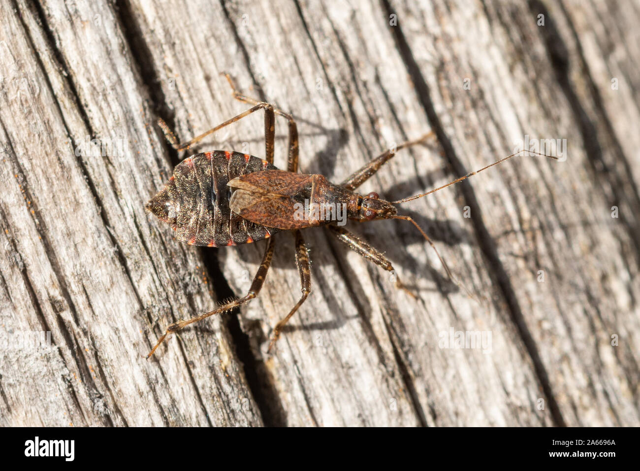 Heath assassin bug (Coranus subappterus) su un palo di recinzione, insetto britannico Foto Stock