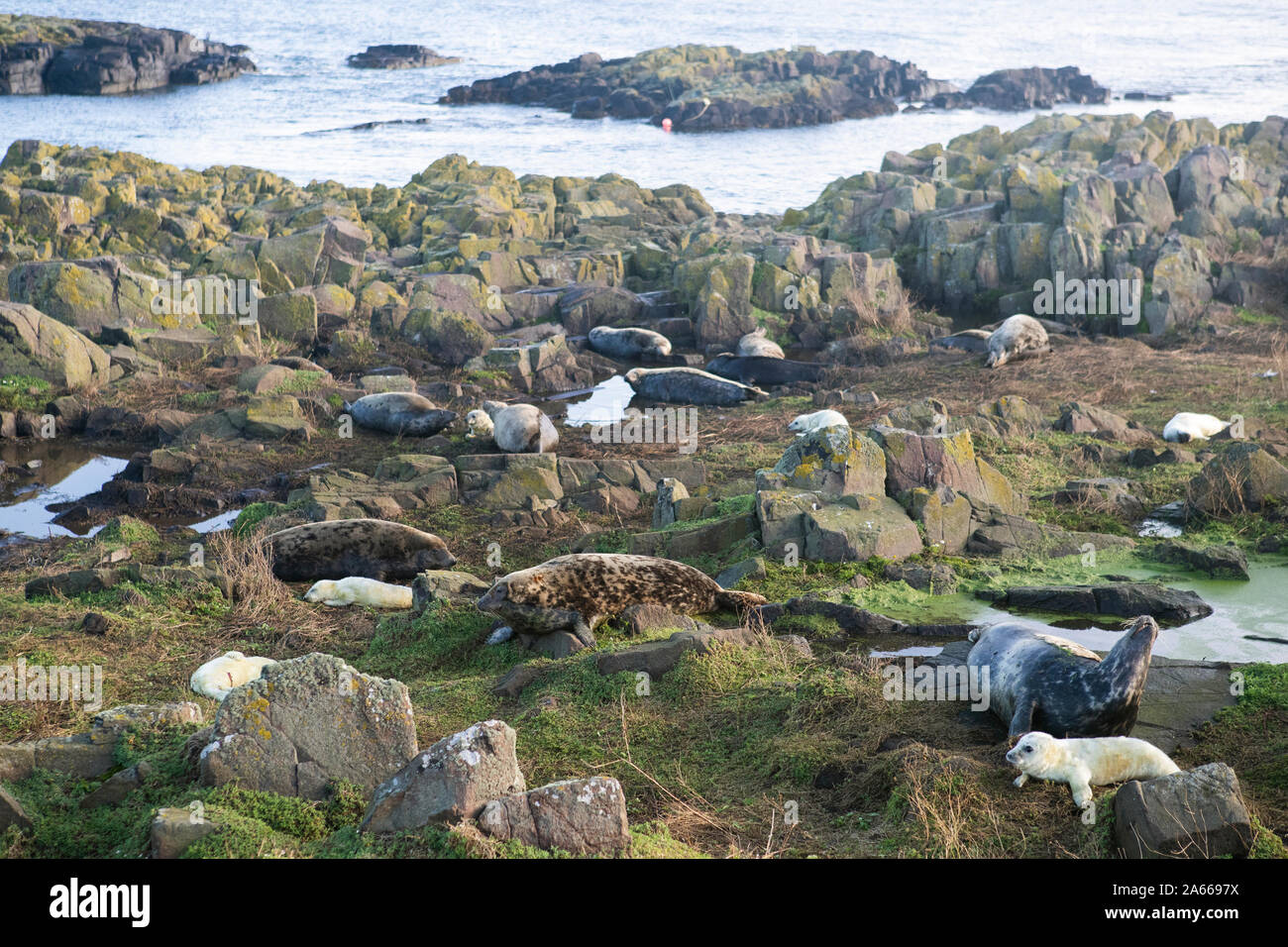 Grigio cuccioli di foca sulla isola di maggio nel Firth of Forth. L'isola è uno scozzese patrimonio naturale di natura nazionale si riserva, a casa di uno dei UKs più importante tenuta grigio colonie. Foto Stock