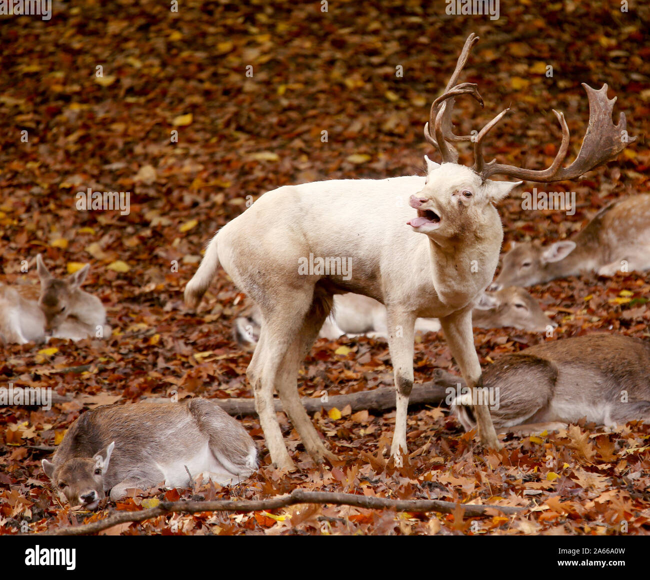 Essen, Germania. 24 ott 2019. Il bianco daini 'Schnuffi' ruggisce nel recinto del parco Gruga. I sei anni di feste di addio al celibato non è albino ma ha solo pochissimi picments colore nel suo mantello. Credito: Roland Weihrauch/dpa/Alamy Live News Foto Stock