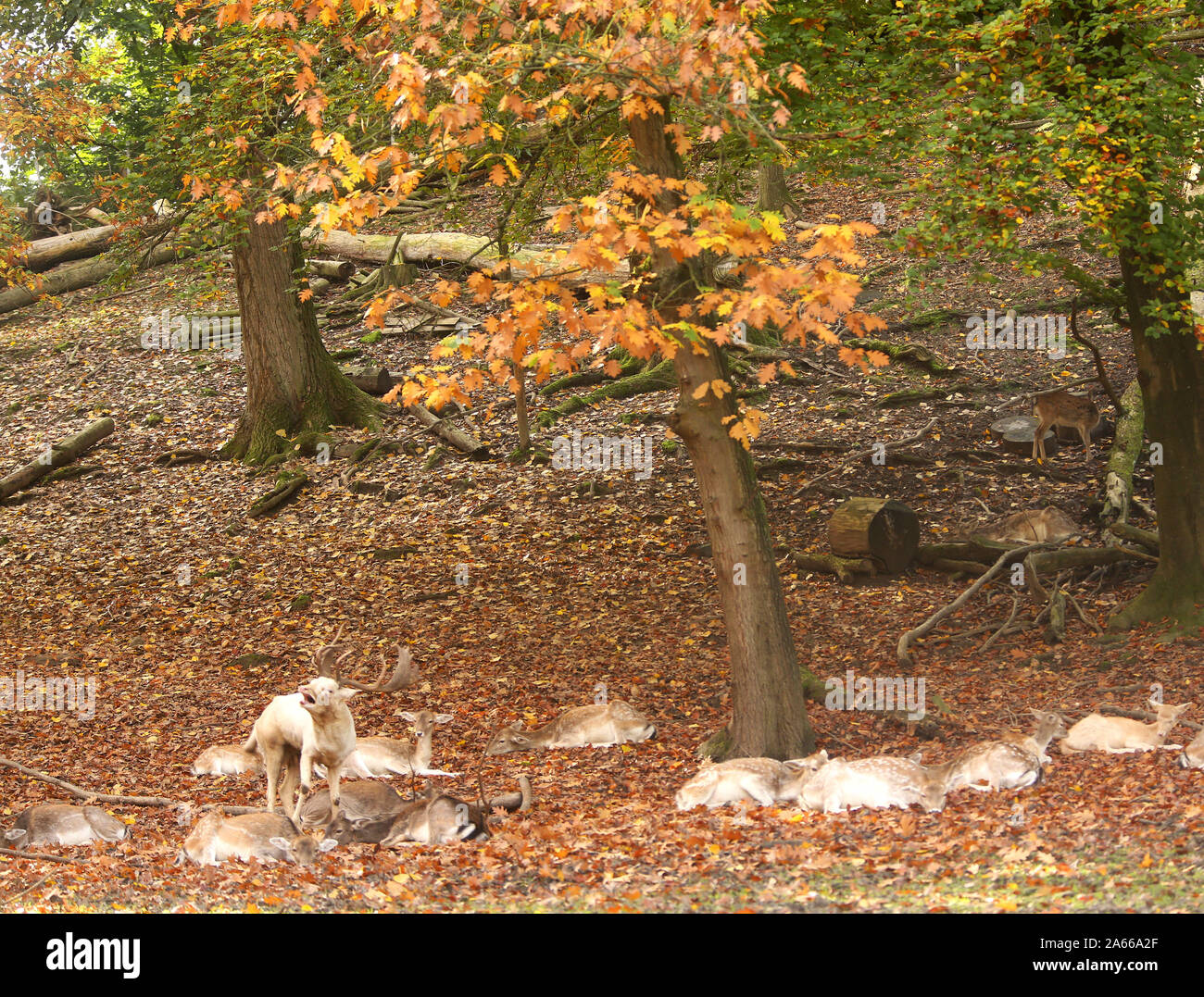 Essen, Germania. 24 ott 2019. Il bianco daini 'Schnuffi' ruggisce nel recinto del parco Gruga. I sei anni di feste di addio al celibato non è albino ma ha solo pochissimi picments colore nel suo mantello. Credito: Roland Weihrauch/dpa/Alamy Live News Foto Stock