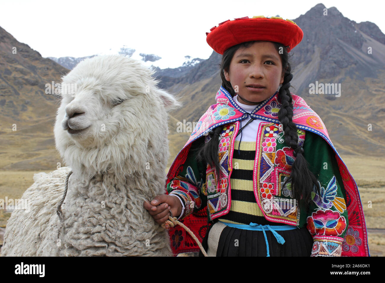 Ragazza andina indossando abiti tradizionali con un Alpaca Foto Stock