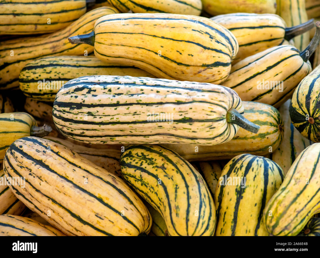 Delicata Squash immagine completa messa a fuoco selettiva del gruppo , sala per copiare lo spazio e sovrapposizione di testo Foto Stock