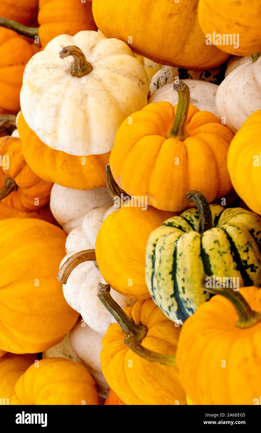 La sezione di coloratissimi squash , sfondo selettiva per la copia dell'annuncio di spazio e sovrapposizione di testo Foto Stock
