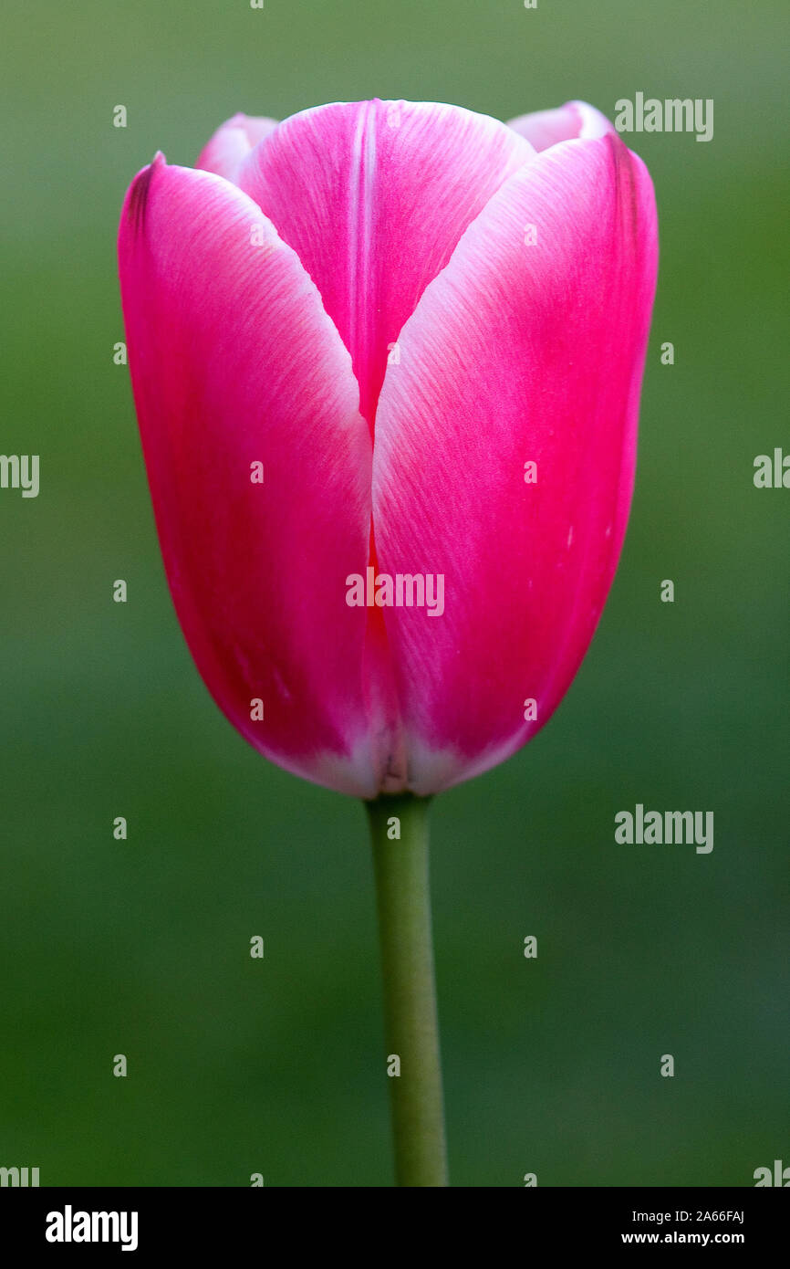 tulipano rosa Foto Stock