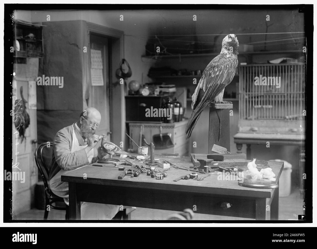 Legno, N.R. Del Smithsonian Institution. Gli uccelli di montaggio Foto Stock