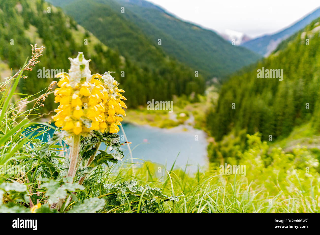 Soggiornare Kolsai laghi pittoreschi mozzafiato paesaggio panoramico vista di fiori su un nuvoloso cielo blu giorno Foto Stock