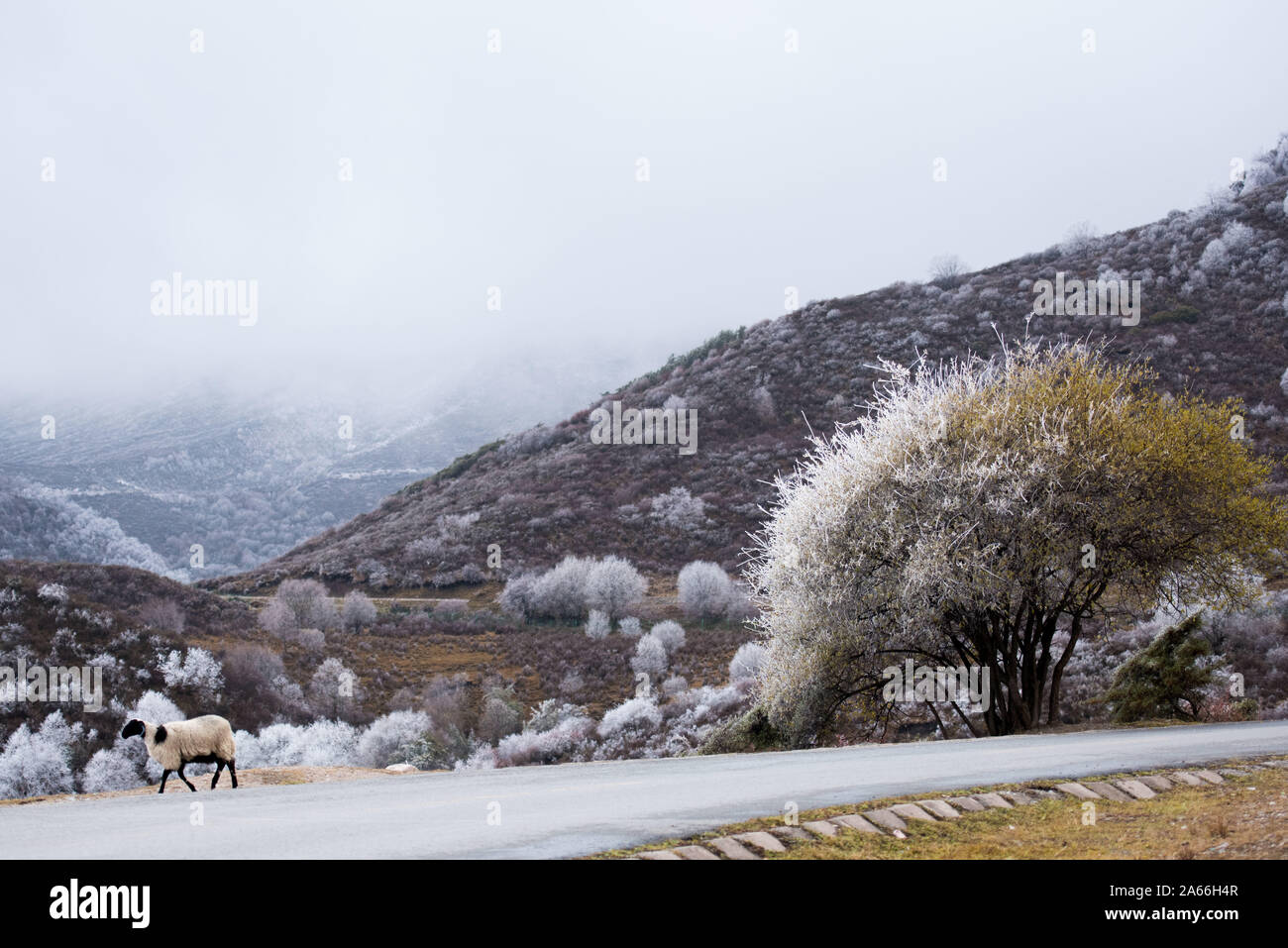 Xining. 24 ott 2019. Foto scattata su 24 Ottobre, 2019 mostra paesaggio a Qunjia National Forest Park nella contea di Huangzhong, a nord-ovest della Cina di Provincia di Qinghai. Credito: Wu pista/Xinhua/Alamy Live News Foto Stock