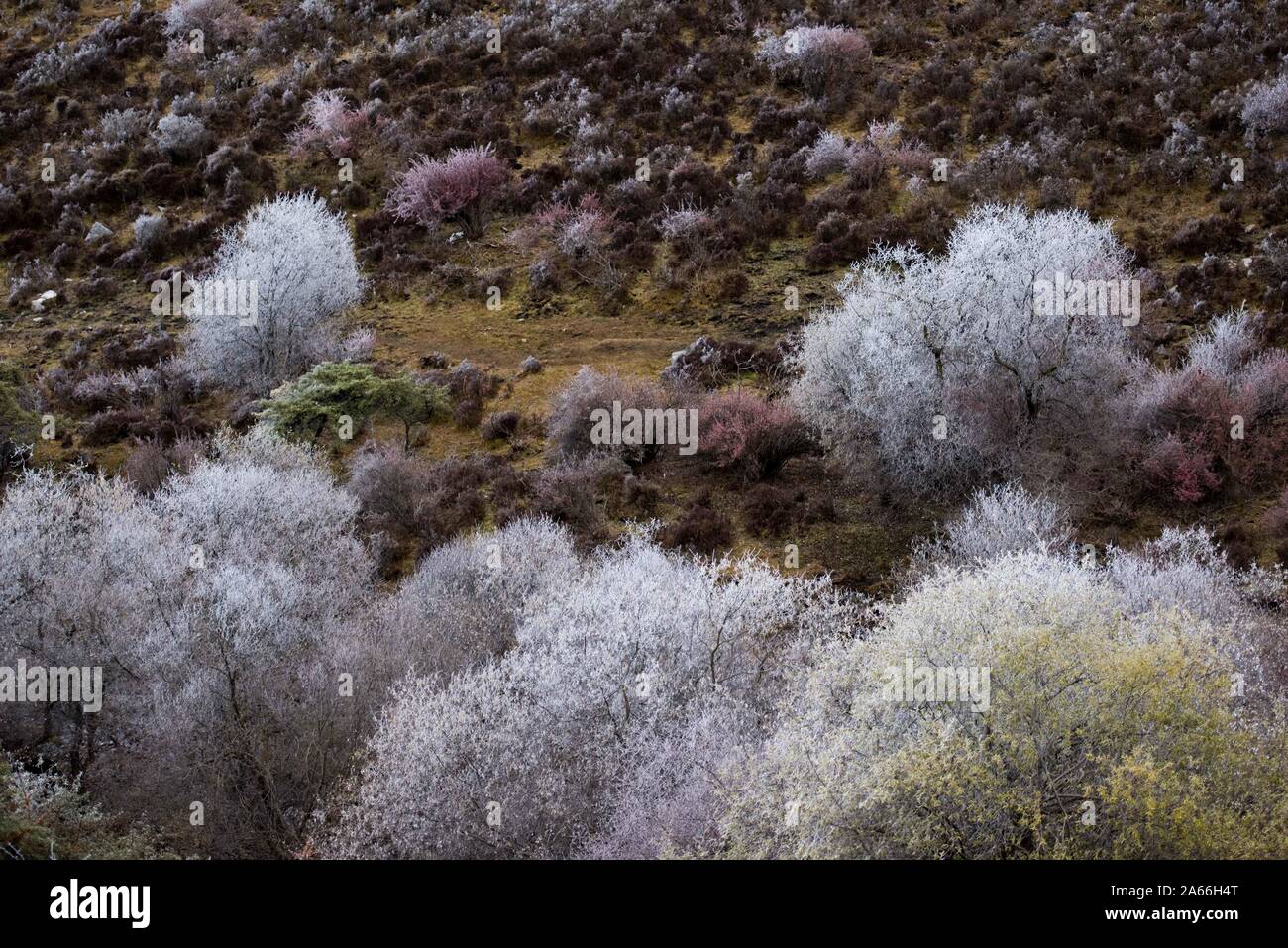 Xining. 24 ott 2019. Foto scattata su 24 Ottobre, 2019 mostra paesaggio a Qunjia National Forest Park nella contea di Huangzhong, a nord-ovest della Cina di Provincia di Qinghai. Credito: Wu pista/Xinhua/Alamy Live News Foto Stock