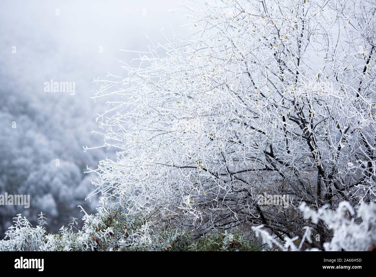 Xining. 24 ott 2019. Foto scattata su 24 Ottobre, 2019 mostra paesaggio a Qunjia National Forest Park nella contea di Huangzhong, a nord-ovest della Cina di Provincia di Qinghai. Credito: Wu pista/Xinhua/Alamy Live News Foto Stock