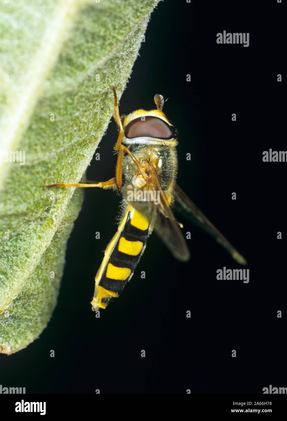 Un hoverfly (Syrphus ribesii) giallo e nero nastrare femmina adulta. Le larve sono importanti naturali predatori di insetti Foto Stock