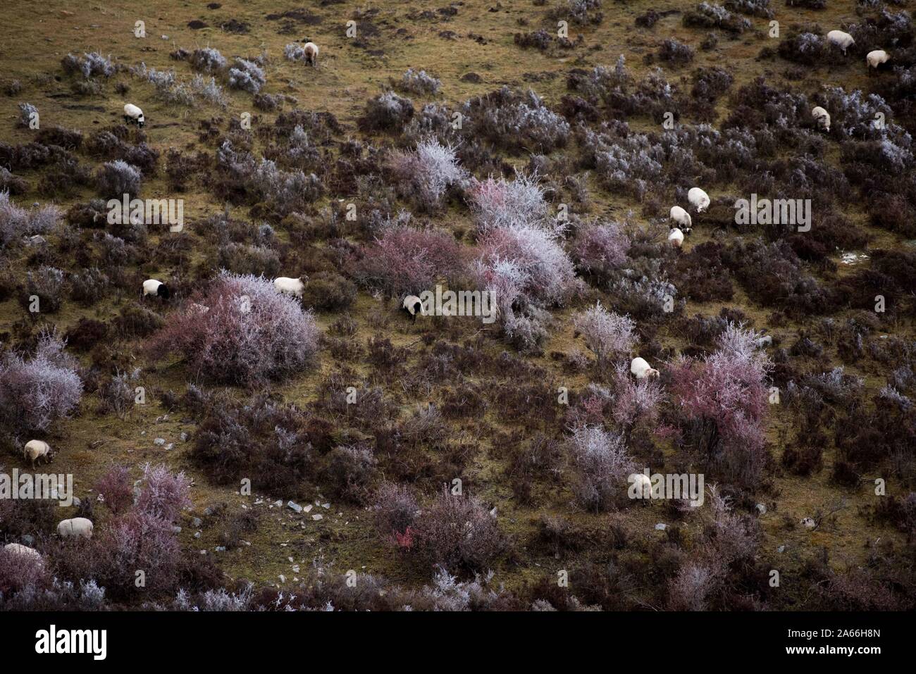 Xining. 24 ott 2019. Foto scattata su 24 Ottobre, 2019 mostra paesaggio a Qunjia National Forest Park nella contea di Huangzhong, a nord-ovest della Cina di Provincia di Qinghai. Credito: Wu pista/Xinhua/Alamy Live News Foto Stock