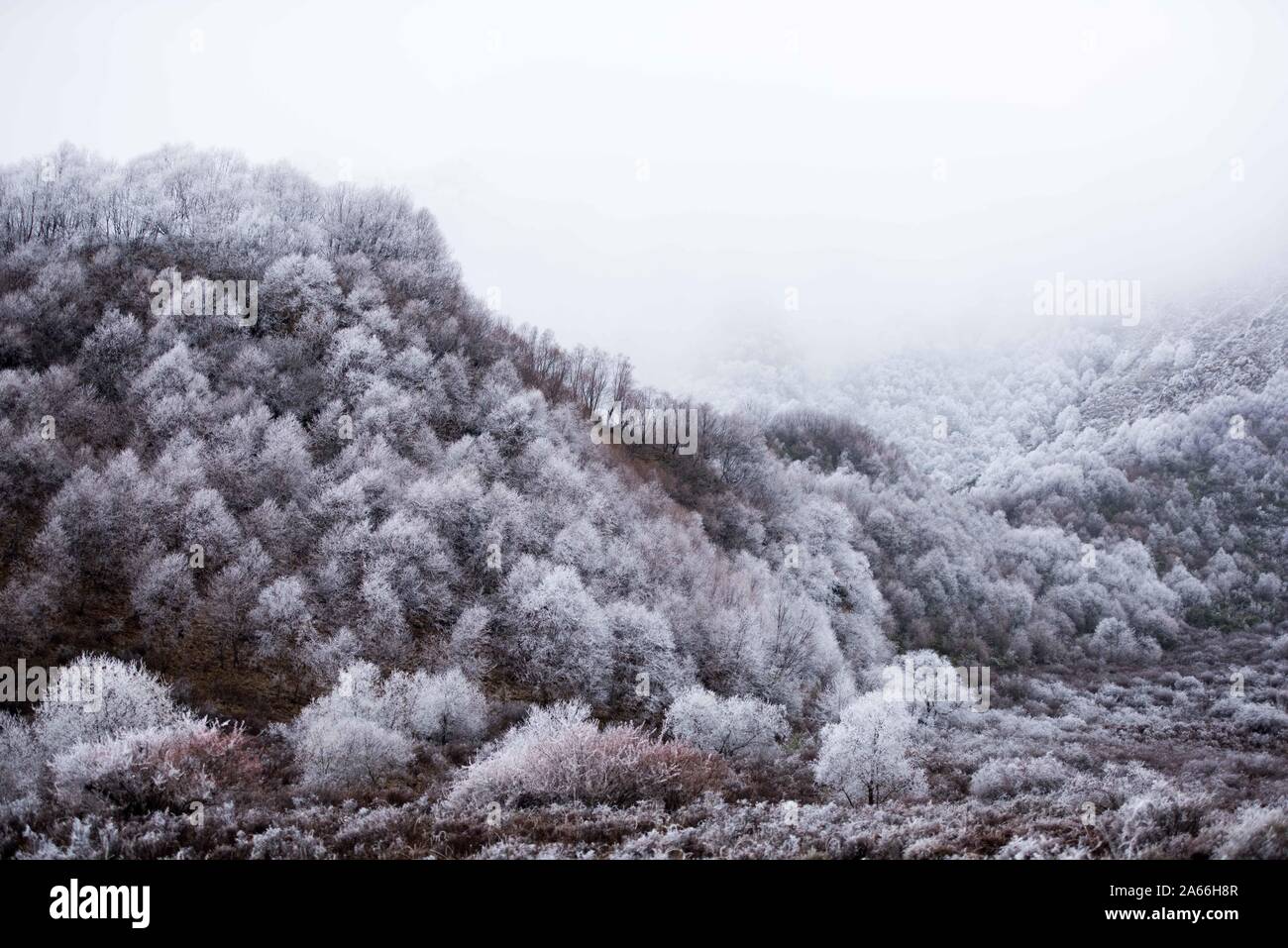 Xining. 24 ott 2019. Foto scattata su 24 Ottobre, 2019 mostra paesaggio a Qunjia National Forest Park nella contea di Huangzhong, a nord-ovest della Cina di Provincia di Qinghai. Credito: Wu pista/Xinhua/Alamy Live News Foto Stock