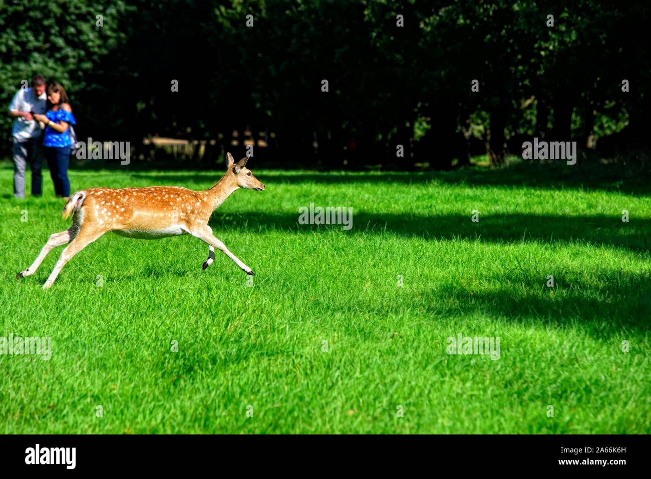 Giovane daino,l'esecuzione passato un paio di scattare fotografie,Wollaton Park,Nottingham, Inghilterra, Regno Unito Foto Stock