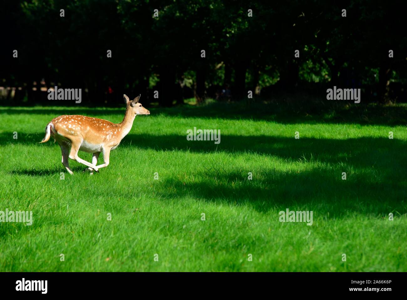 Giovane daino,l'esecuzione attraverso un campo erboso,Wollaton Park,Nottingham, Inghilterra, Regno Unito Foto Stock