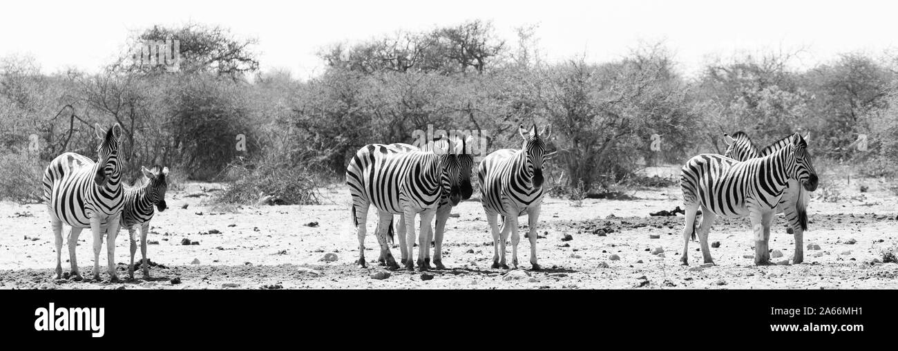 La fauna selvatica presso il Parco Nazionale di Etosha, Namibia, Africa Foto Stock