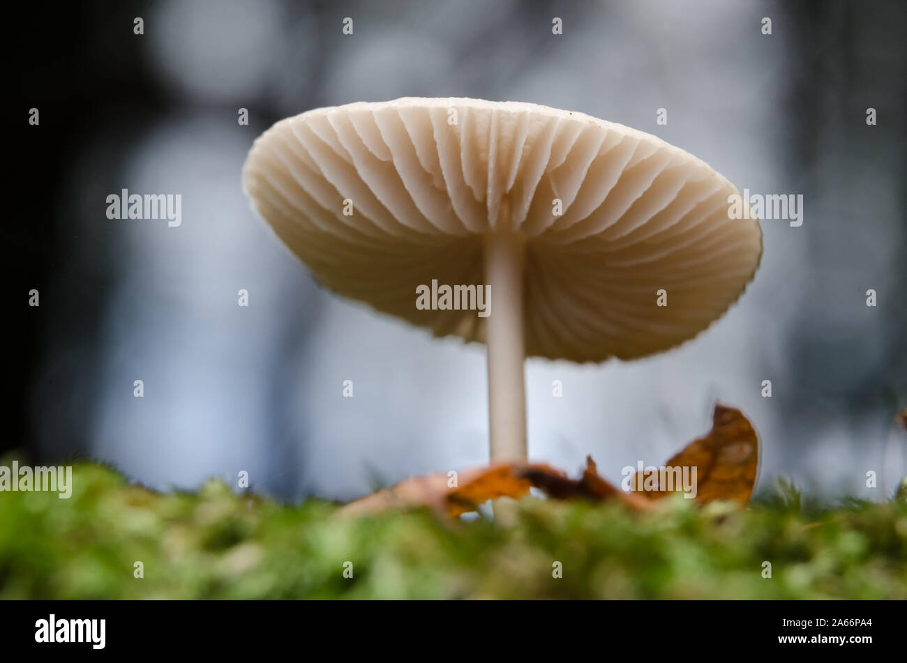 Close-up di macro immangiabile Mycena funghi, comune cofano, Mycena galericulata funghi durante l'autunno in una foresta in Germania, Europa occidentale Foto Stock