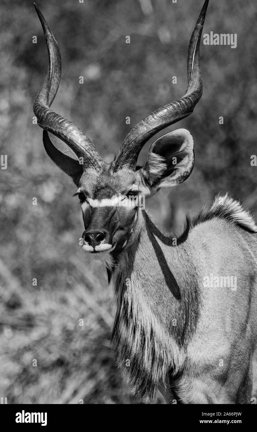 La fauna selvatica presso il Parco Nazionale di Etosha, Namibia, Africa Foto Stock