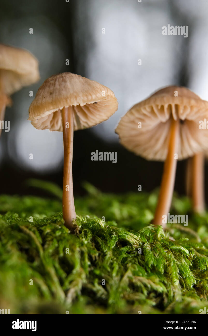 Close-up di macro immangiabile Mycena funghi, comune cofano, Mycena galericulata funghi durante l'autunno in una foresta in Germania, Europa occidentale Foto Stock