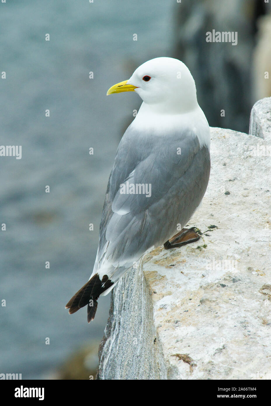 Kittiwake (Larus tridactyla) sulla scogliera sottile listello. Isole farne, Northumberland Foto Stock