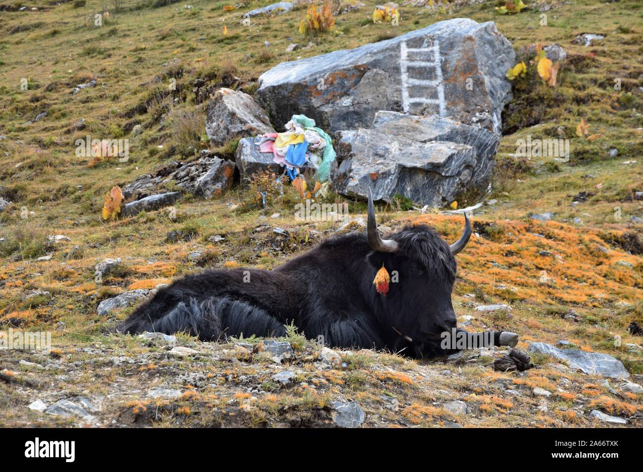 Wild Yak prende un periodo di riposo in tibetano terreni di pascolo. Foto Stock
