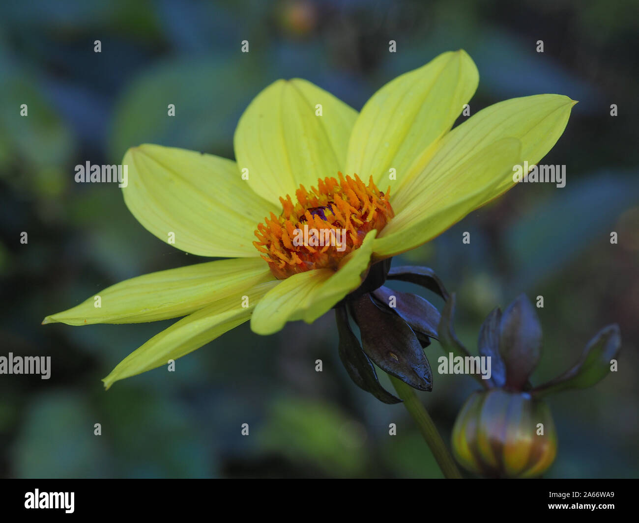 Primo piano di una dalia gialla 'Vescovo di York' Fiore e bud in un giardino Foto Stock